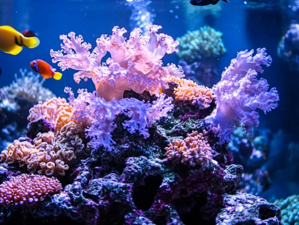 corail aquarium lyon Visiter l'aquarium de Lyon
